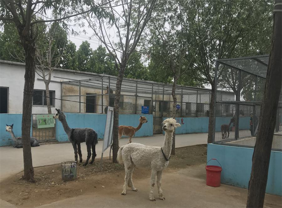 天鵝湖風景區(qū)（泰山）速覽！(圖4)