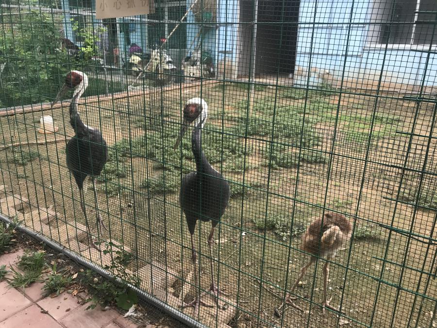 天鵝湖風景區(qū)（泰山）速覽！(圖6)