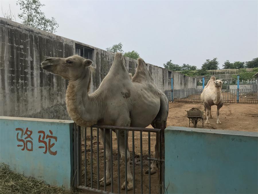 天鵝湖風景區(qū)（泰山）速覽！(圖8)